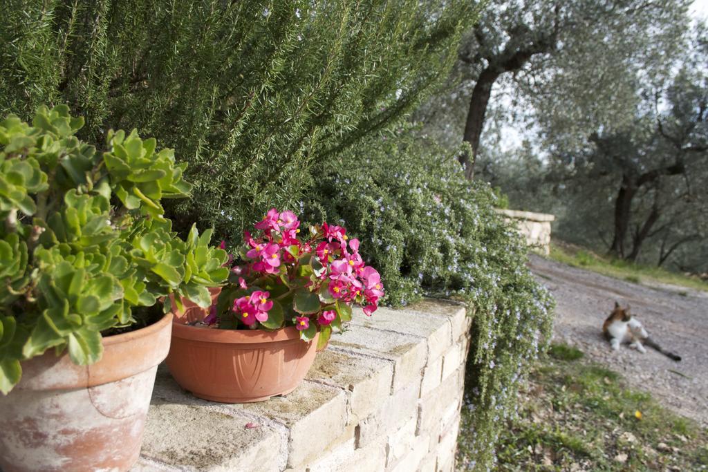 B&B Lavanda E Rosmarino Assisi Exterior photo